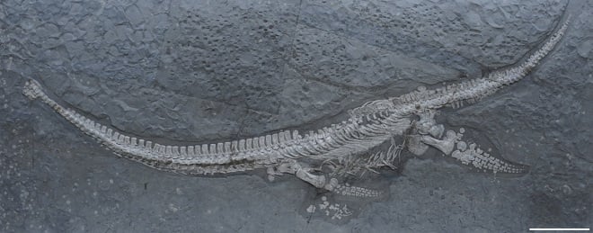 Fossile d'un Plesionectes longicollum