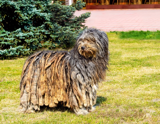 Photos d’un grand chien à mèches épaisses et tressées dans un jardin.