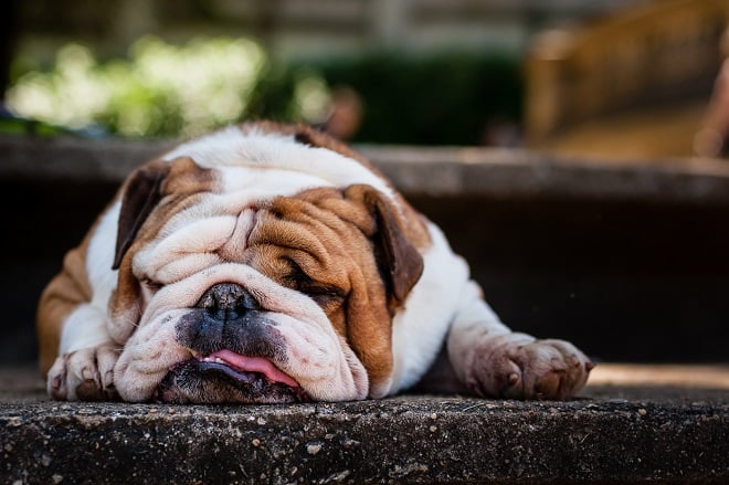 Un bulldog couché sur le sol en train de dormir.