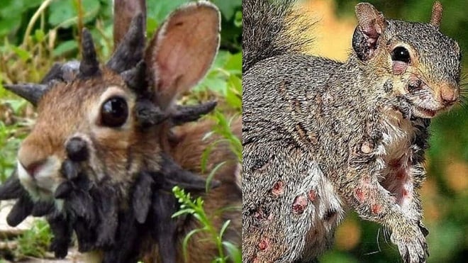 Lapin et écureuil avec verrues