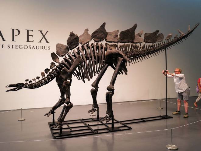 Le Stegosaurus Apex