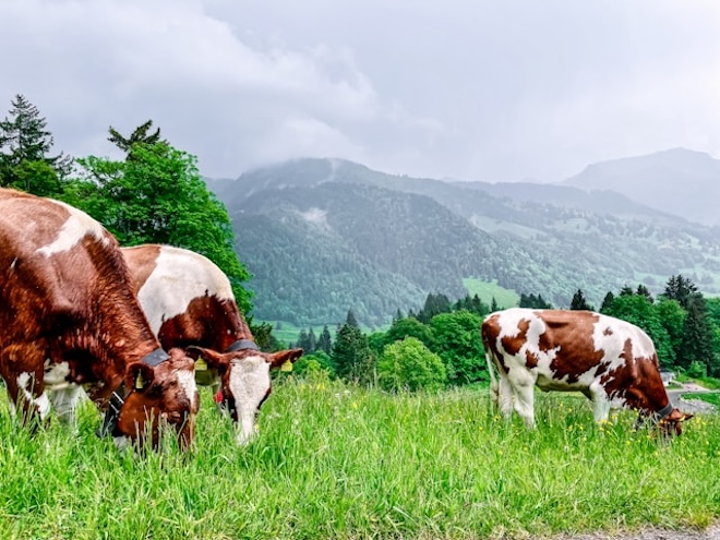 vaches dans des pâturages de montagne