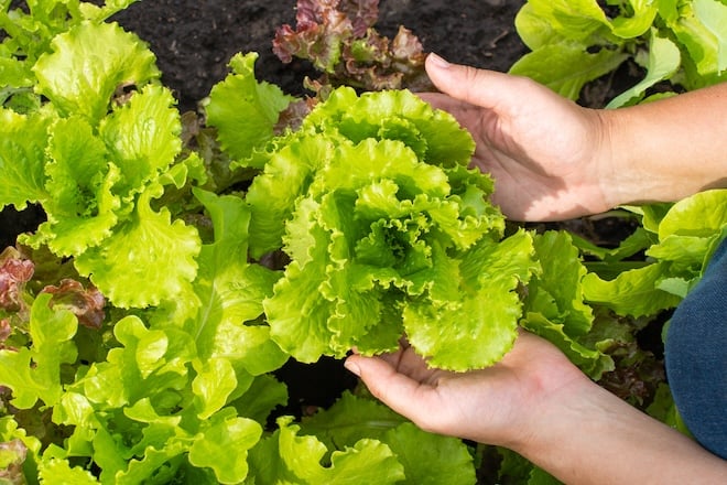 cueillette de salade