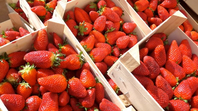 des barquettes de fraises fraîches