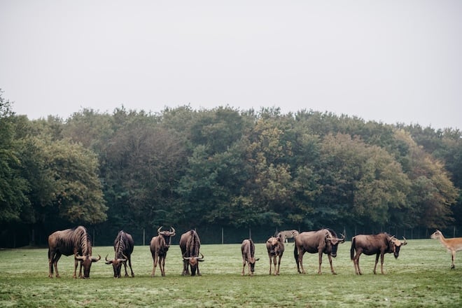 bisons