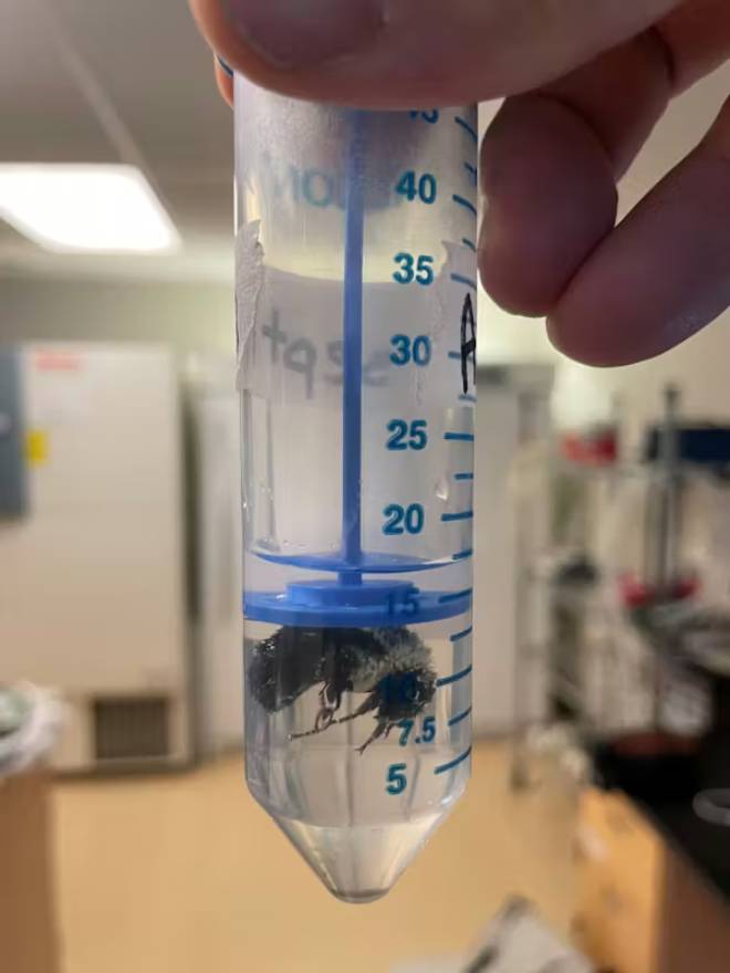 Reine bourdon immerg&eacute;e dans un tube d'eau