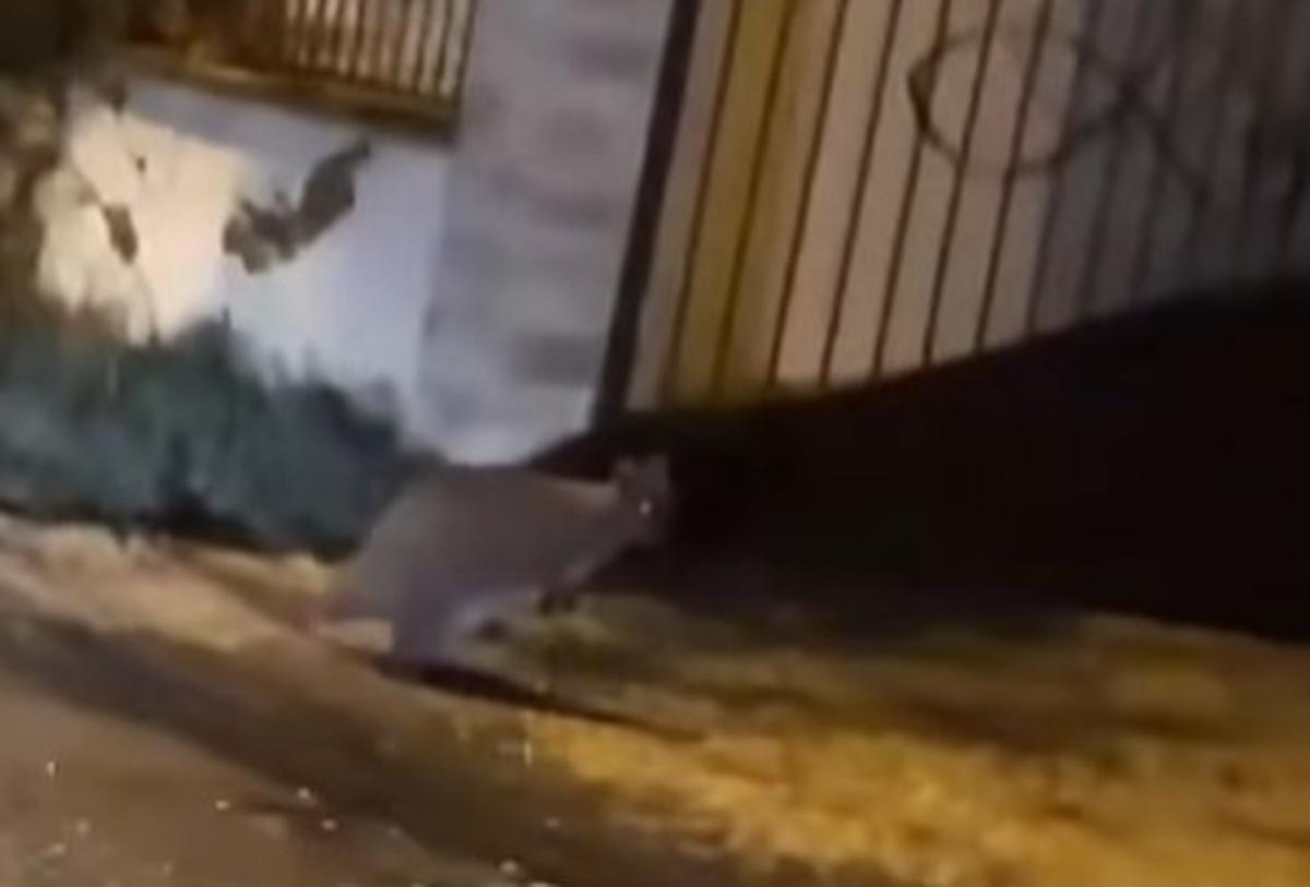 Kangourou dans les rues d'Ambar&egrave;s-et-Lagrave