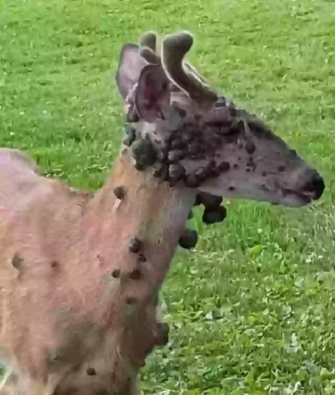 Cerf avec des verrues noires