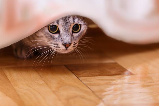 Chat apeur&eacute; cach&eacute; sousun drap