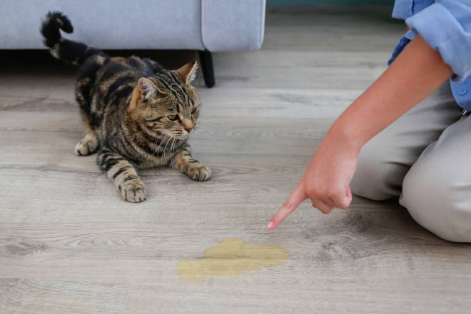 Un chat ayant fait pipi sur le parquet de la maison
