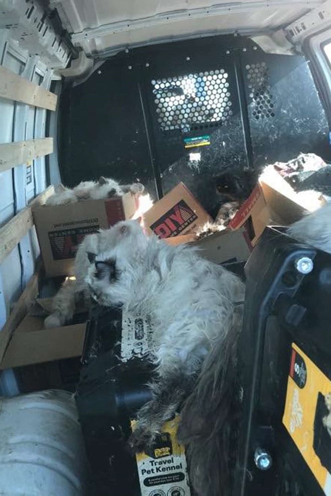 Chats abandonnés dans une camionnette