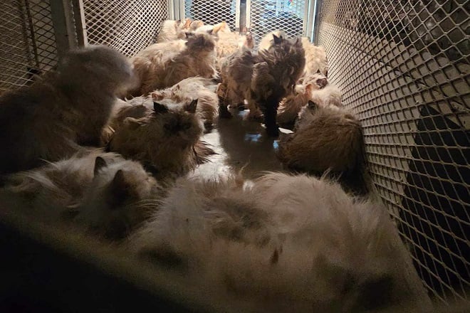 Chats abandonnés dans une camionnette