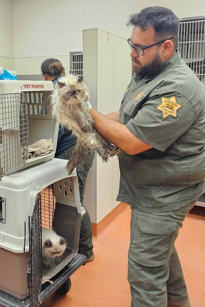 Chats abandonnés dans une camionnette recevant des soins
