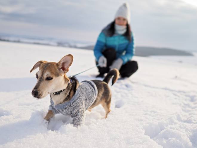 Petit chien avec manteau dans la neige