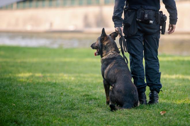 Chien d'une brigade canine avec son ma&icirc;tre