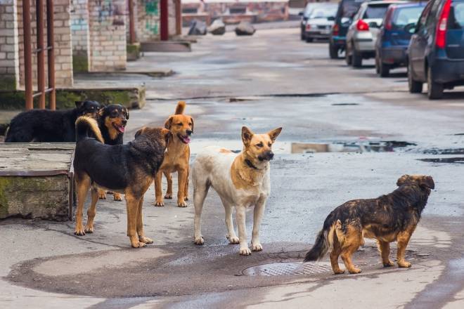 Chiens errants dans une rue
