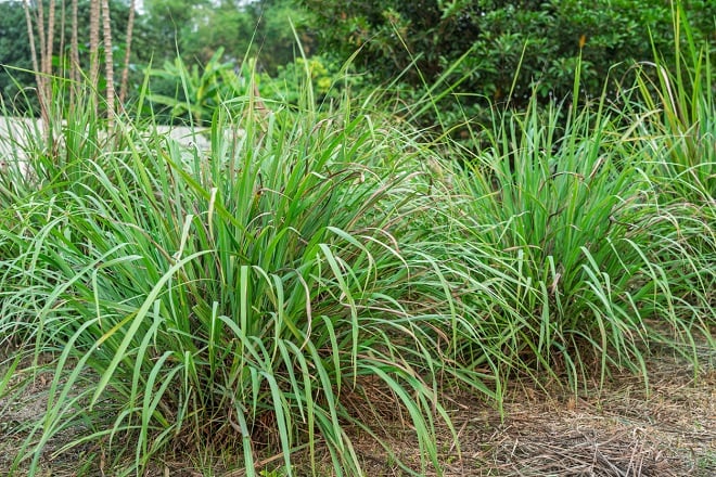 Buisson de citronnelle