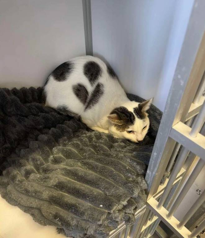 Le chat Cookie dans une fourri&egrave;re