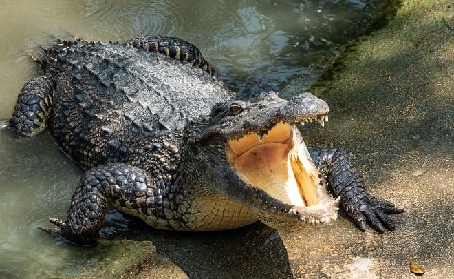 Crocodile ouvrant la gueule