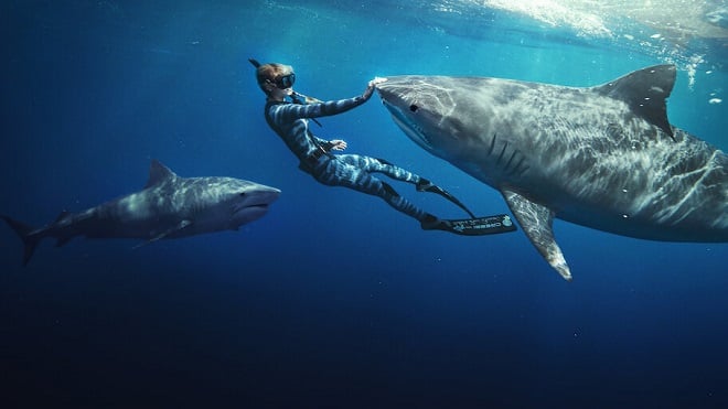 Extrait tiré de En paix avec les requins