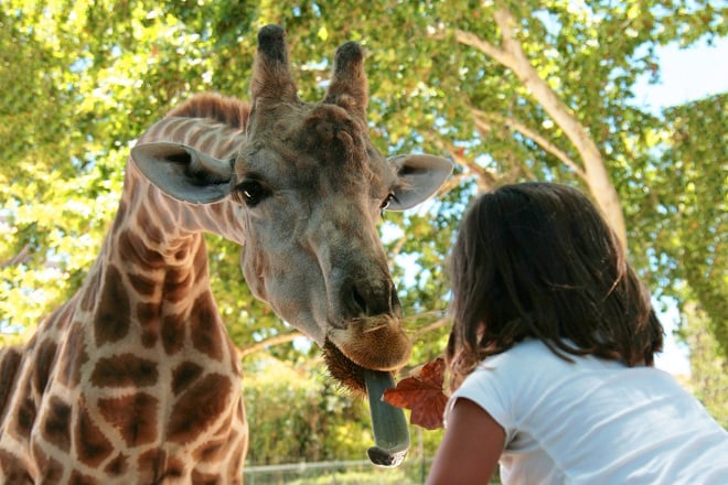 Girafe dans un zoo