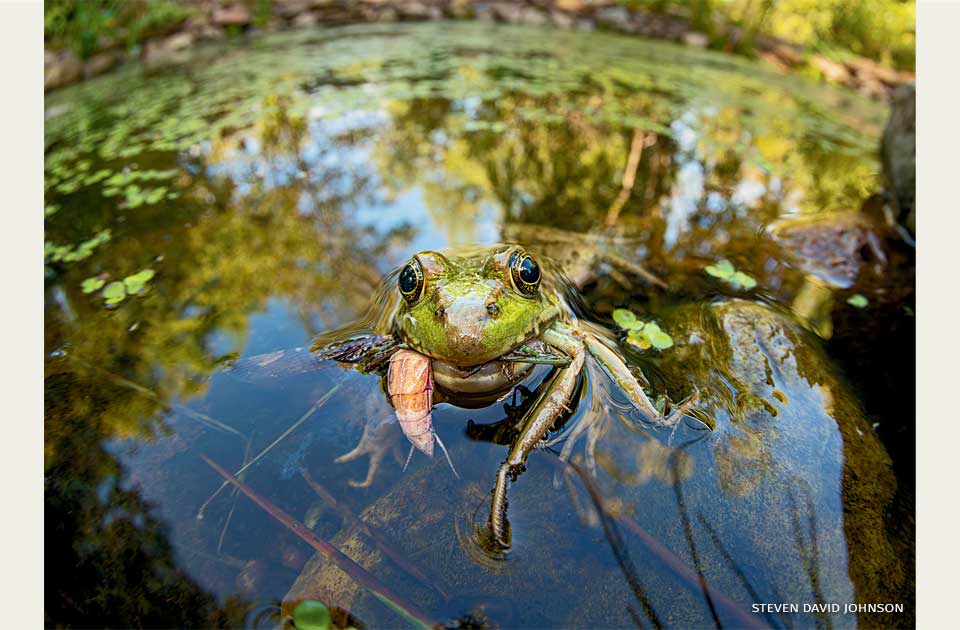 grenouille dans la marre