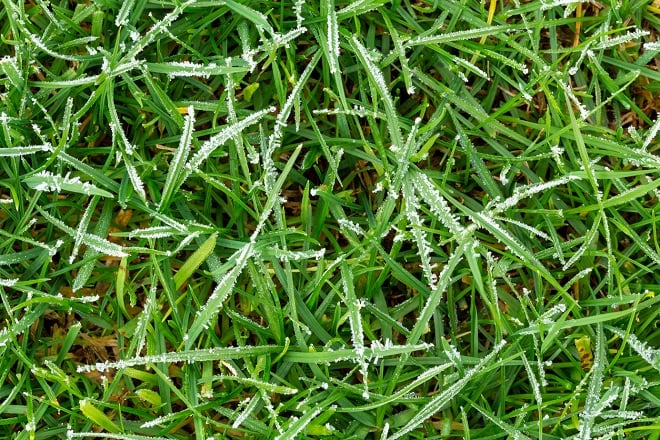 Herbe gelée
