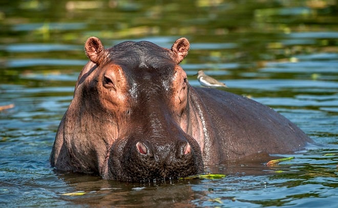 Hippopotame
