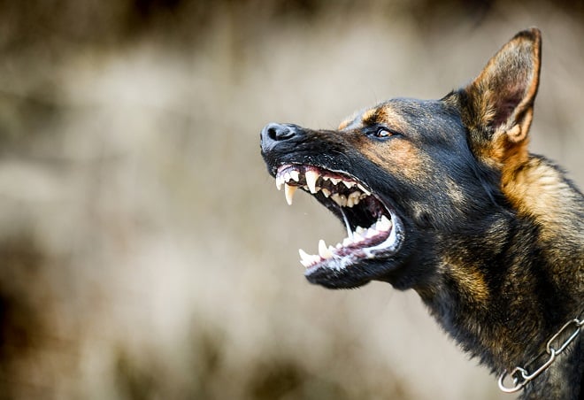 Chien montrant les crocs