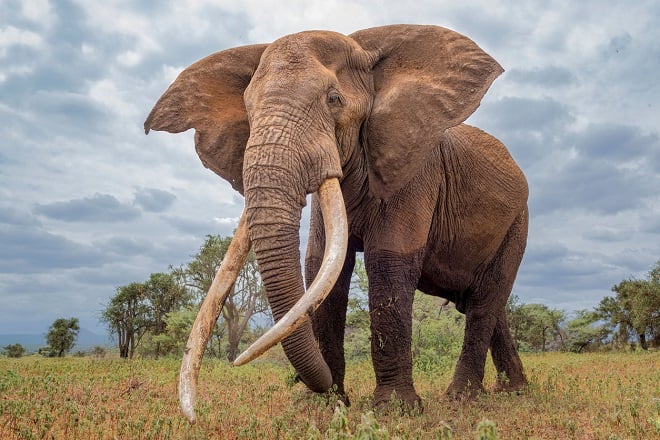 Éléphant