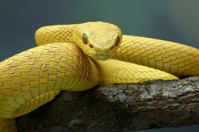 Serpent jaune