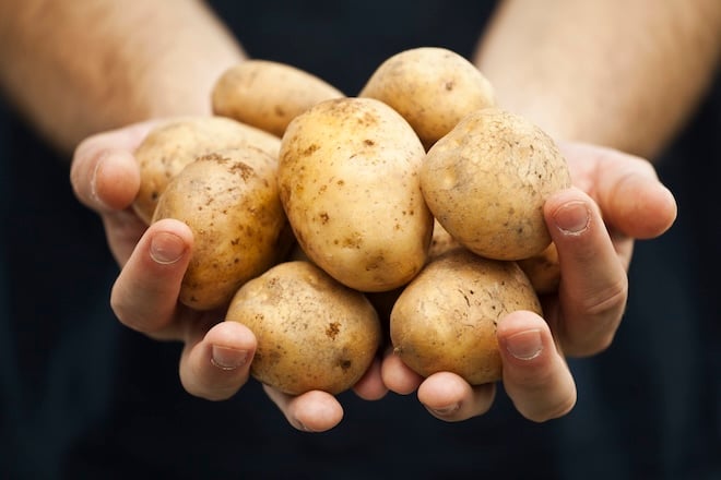 des mains qui tiennent des pommes de terre