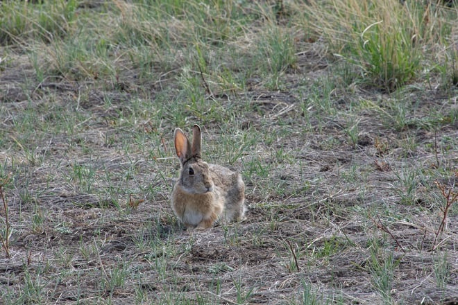 Lapin dans l'herbe