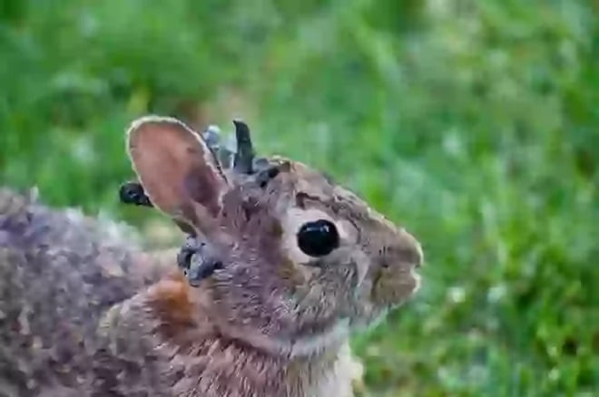 Lapin présentant des protubérances sur la tête