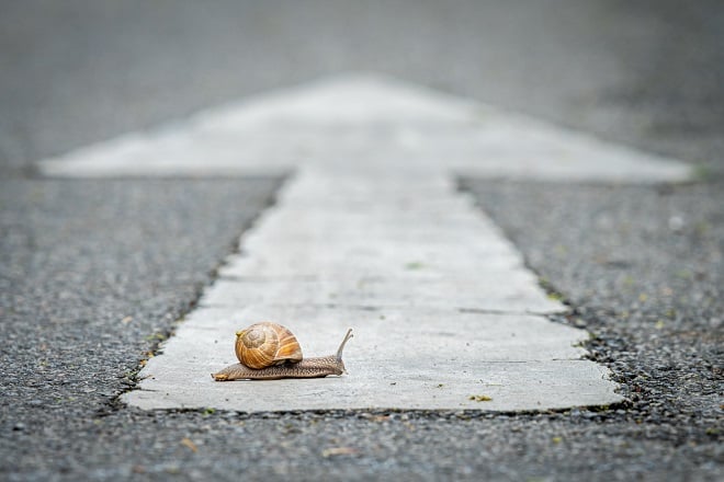 Un escargot traversant une route