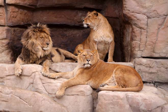 Famille de lions dans un zoo