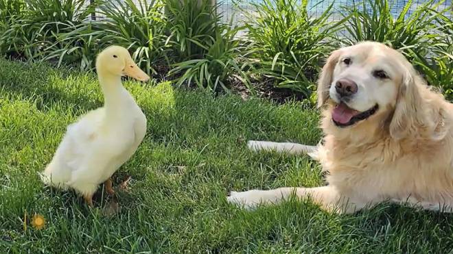 L'amiti&eacute; improbable entre Louie et Barley