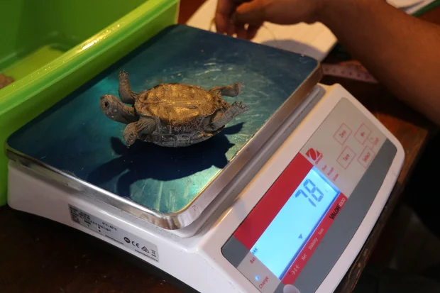 Bébé tortue sur une balance