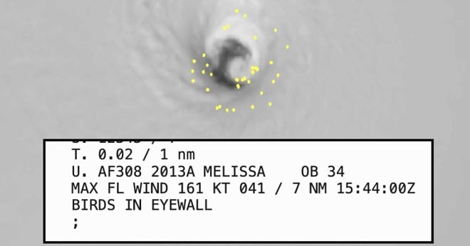 Oeil de l'ouragan Melissa avec des oiseaux pris au piège