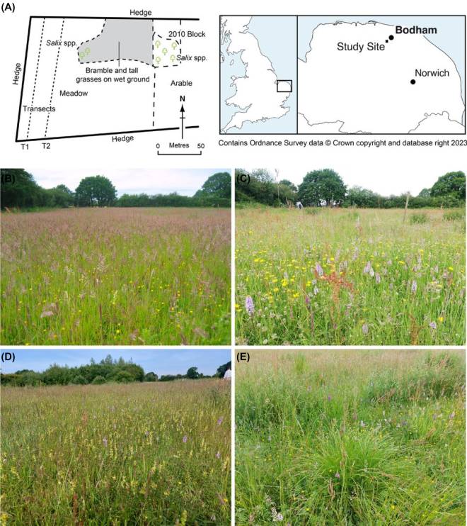 Prairie d'orchid&eacute;es en Angleterre par Carl Sayer