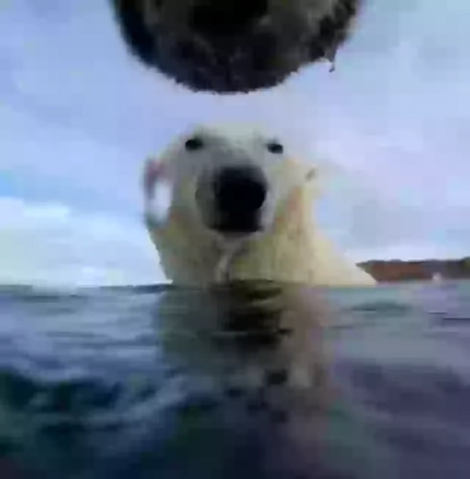 Ours polaire dans l'eau
