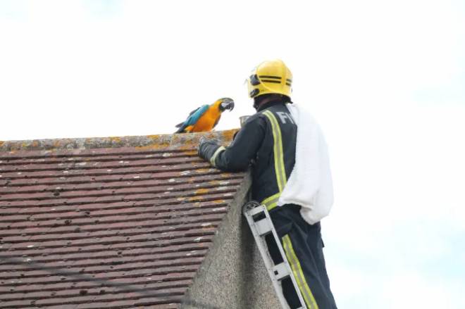 Pompier sur une &eacute;chelle face &agrave; un perroquet sur un toit