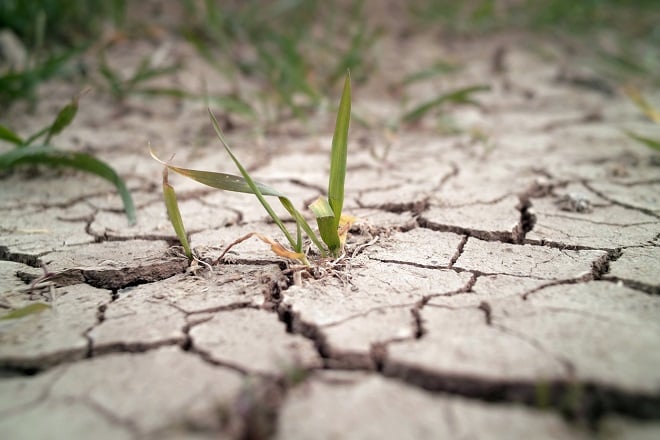 Plante séchée dans le désert