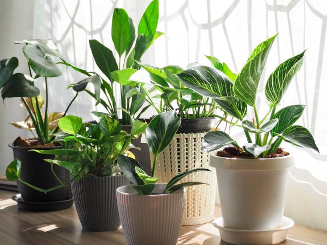Plantes d'int&eacute;rieur