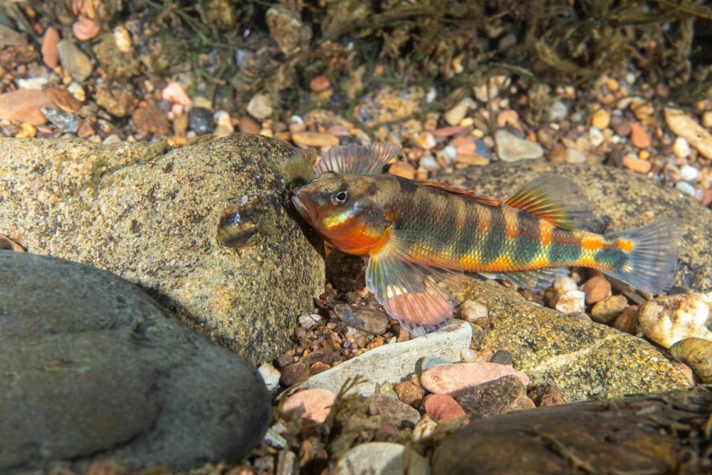 Poisson