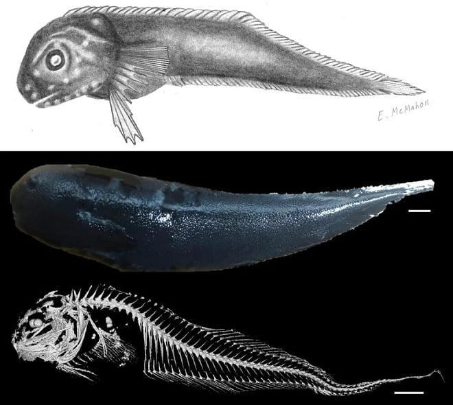 Coupes et dessin de poissons-escargots