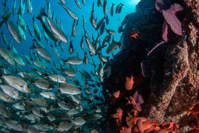 Poissons dans les eaux du Mexique