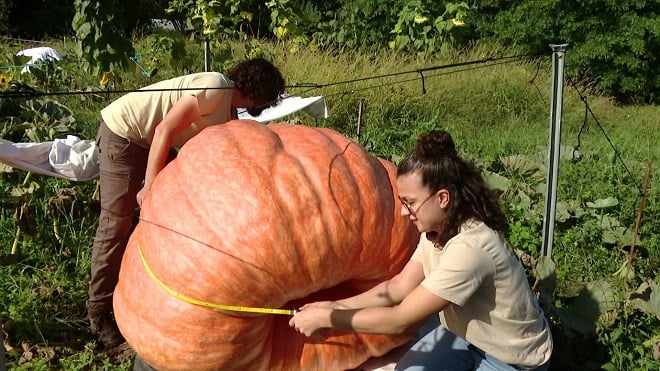 Armand Charlot et une jardinière mesurant un potiron géant