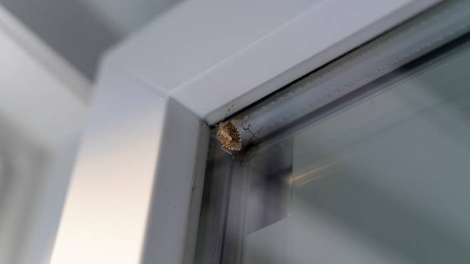 Punaise diabolique sur une fen&ecirc;tre