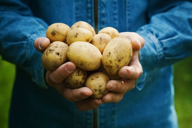 pommes de terre récoltées